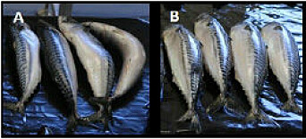 Formvurdering av rund makrell fra A) tradisjonell innfrysing og B) lakeinnfrysning.