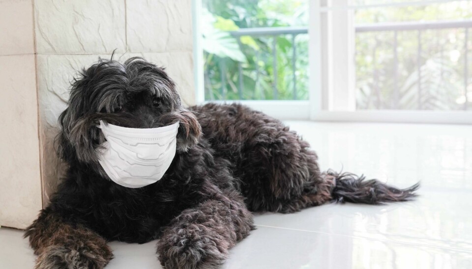 AEROSOLER: Hunder sprer ekstra mange bakterier i inneluften.