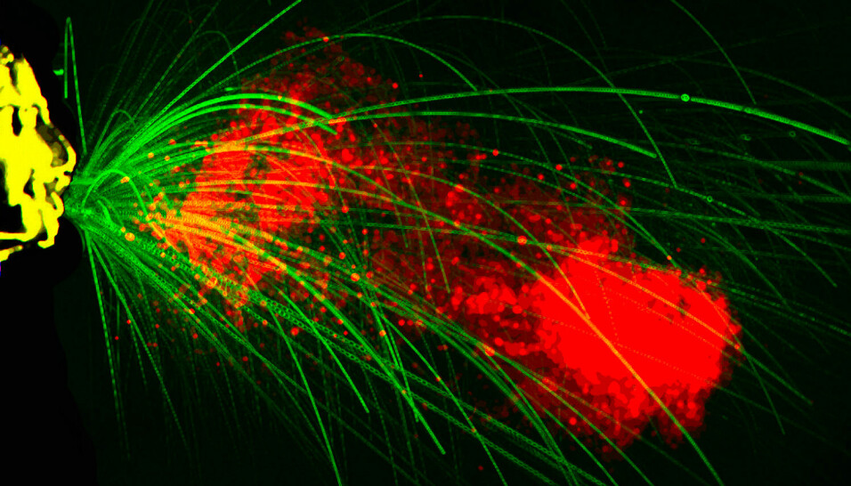 NYS: Slik sprer bakteriene seg når noen nyser. MIT-professor Lydia Bourouiba har filmet nys i sakte film og viser tydelig hvordan de store, grønne dråpene faller raskt ned, mens de røde aerosolene blir til en sky som driver i luften i opptil åtte meter.