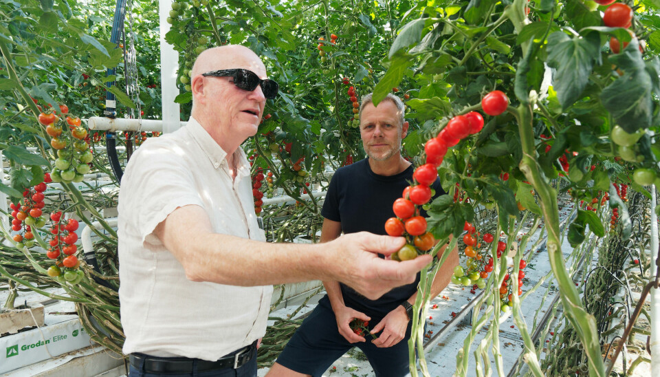 KONKURRANSEDYKTIG: Billigere energi skal gjøre gartneriet mer konkurransedyktig. Kåre Wiig (til venstre) og Frode Ringsevjen dyrker tomater og agurk på Jæren.