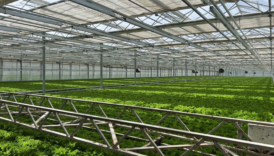 Haskoll gartneri bruker i dag om lag 2 millioner kilowattimer strøm i året til oppvarming av salatproduksjonen ved hjelp av elkjeler.
